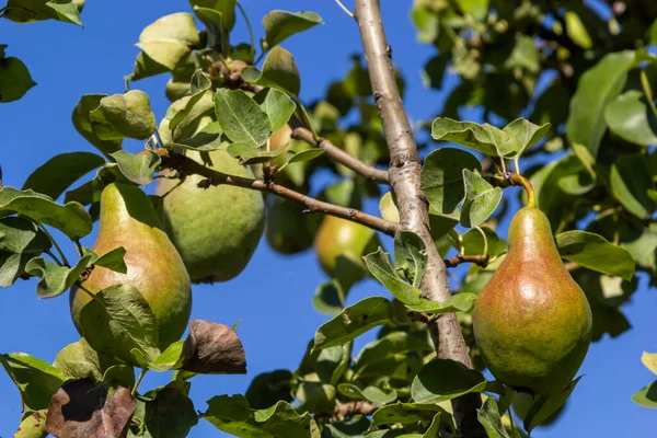 Päron på gren