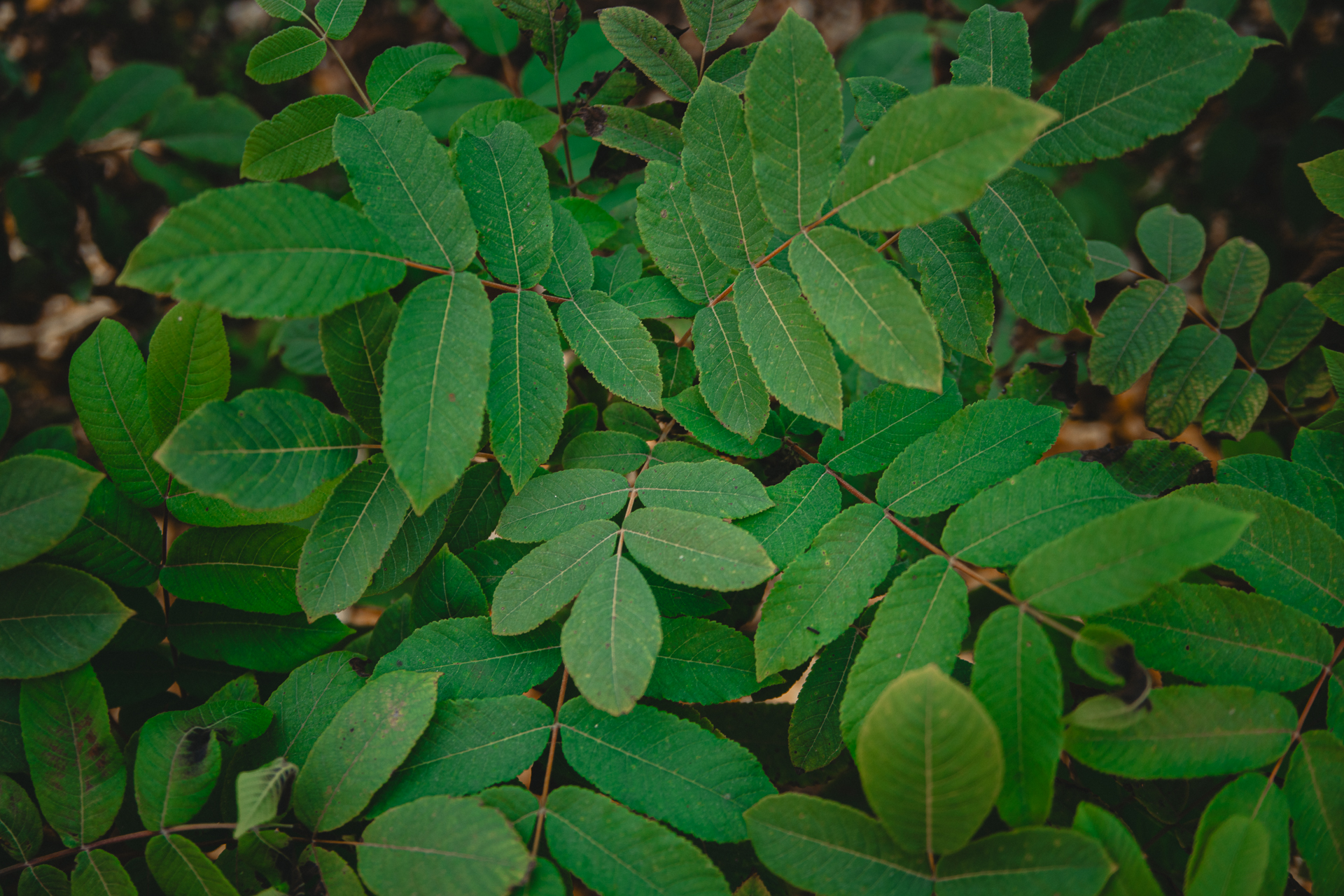 Hjärtvalnöt - närbild på blad