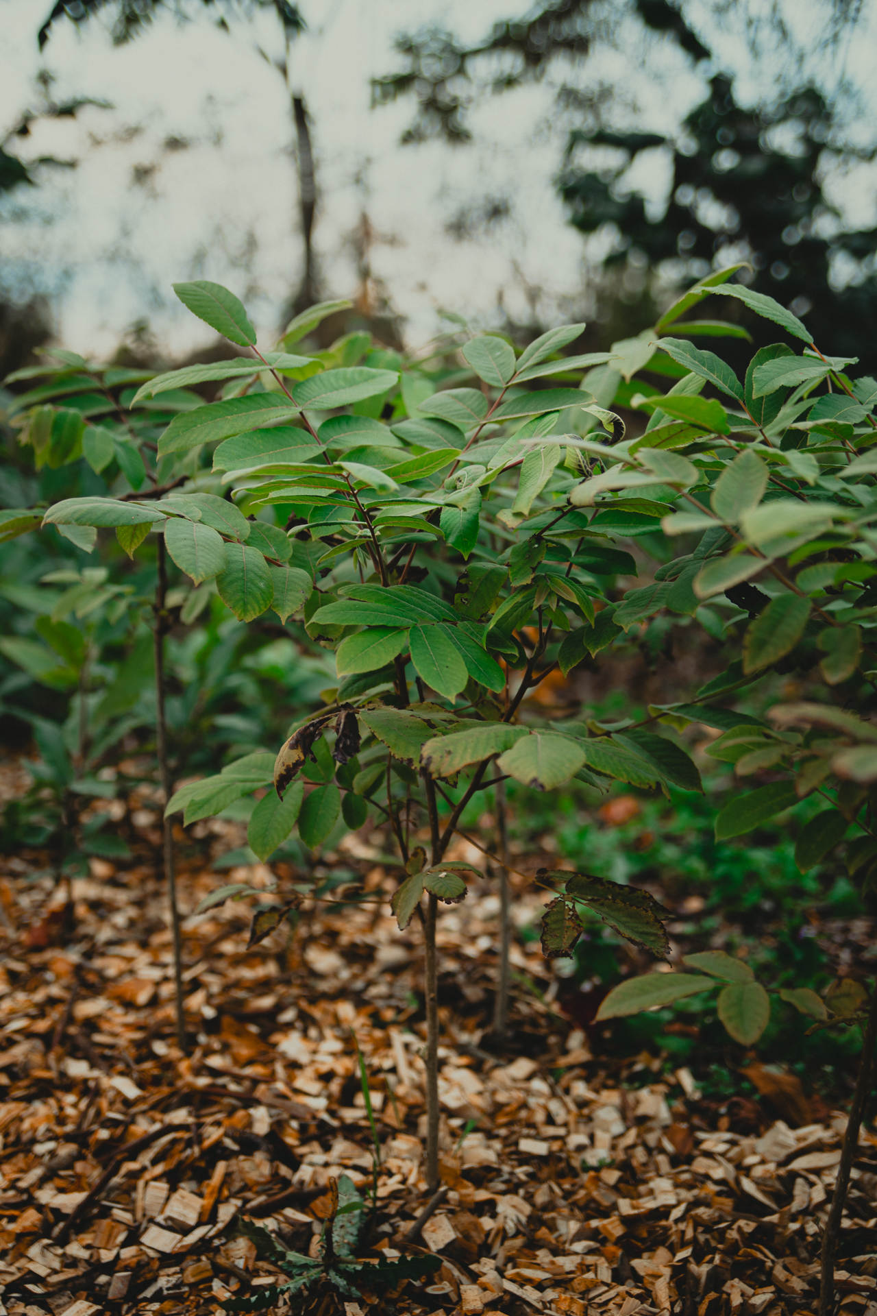 Hjärtvalnöt i plantskolebädd