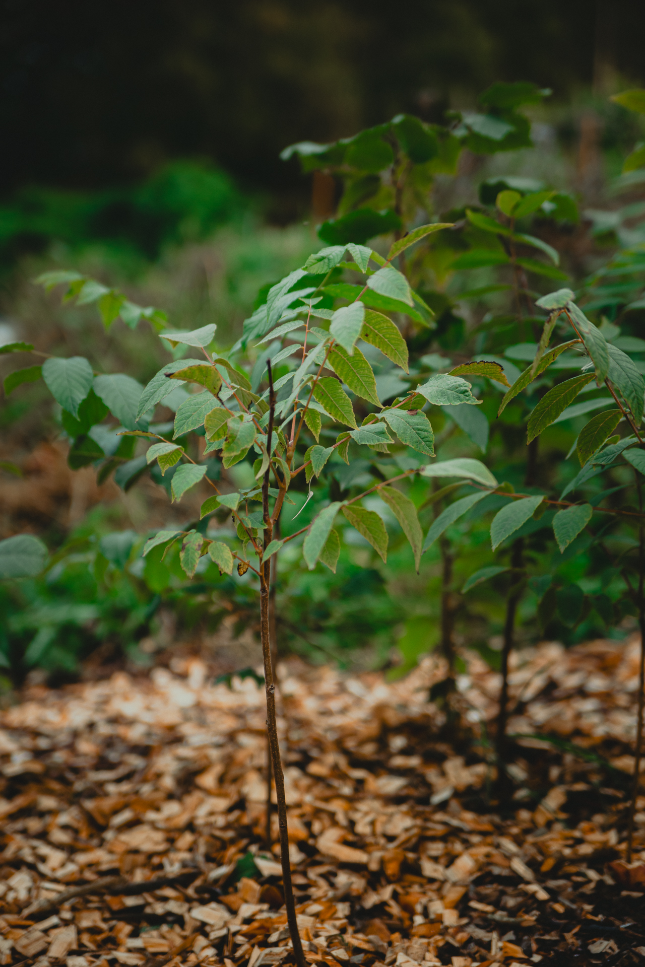 Svart valnöt planta i kruka