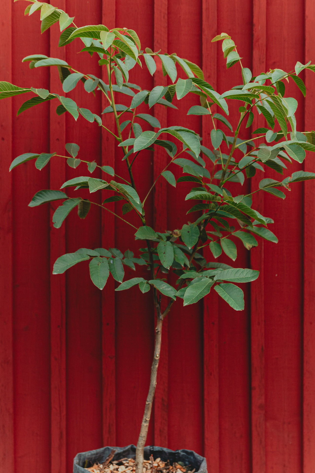 Ung valnötsplanta mot faluröd vägg