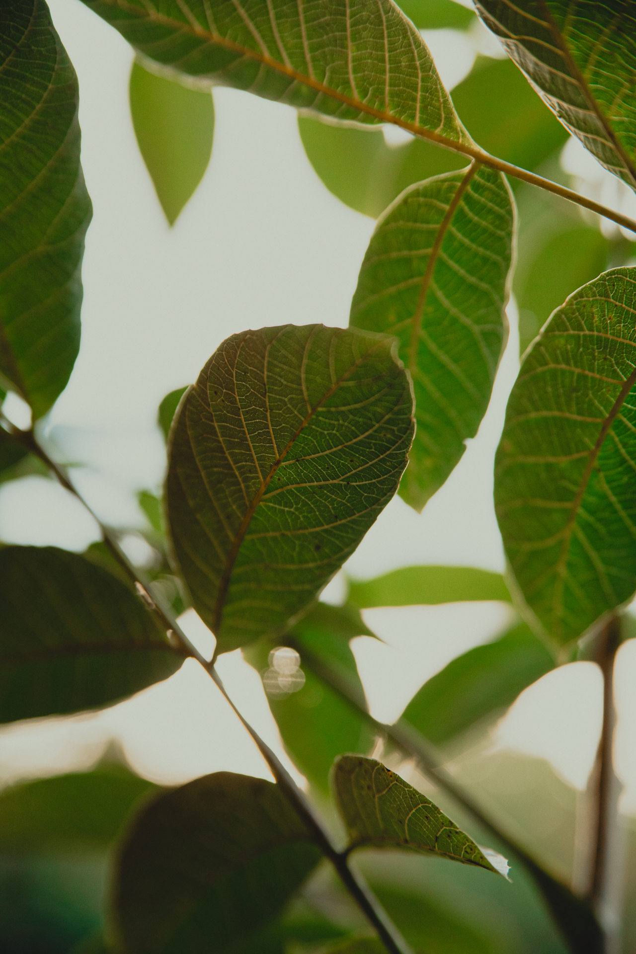 Valnötsblad genomlysta av kvällsljus