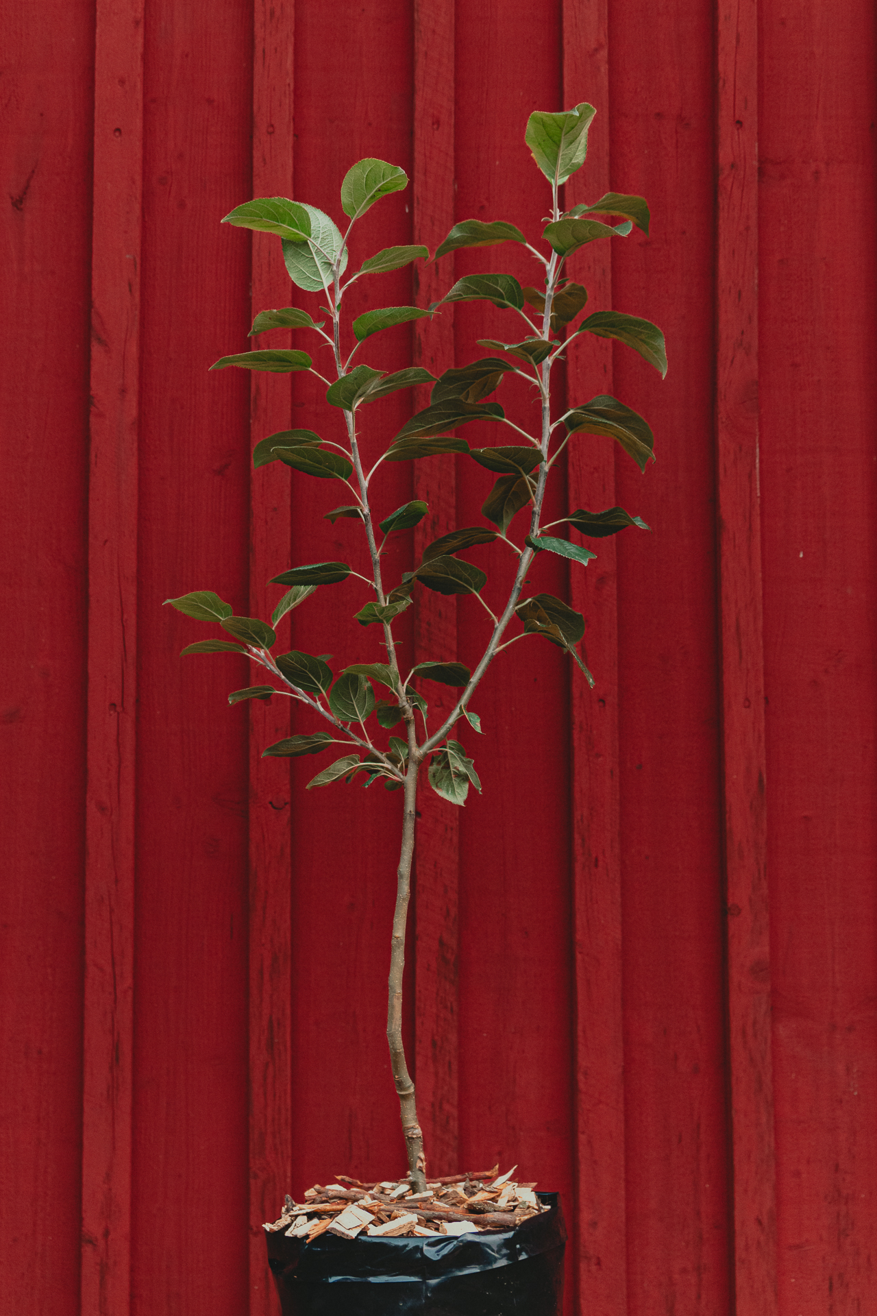 Ungt äppleträd mot faluröd vägg