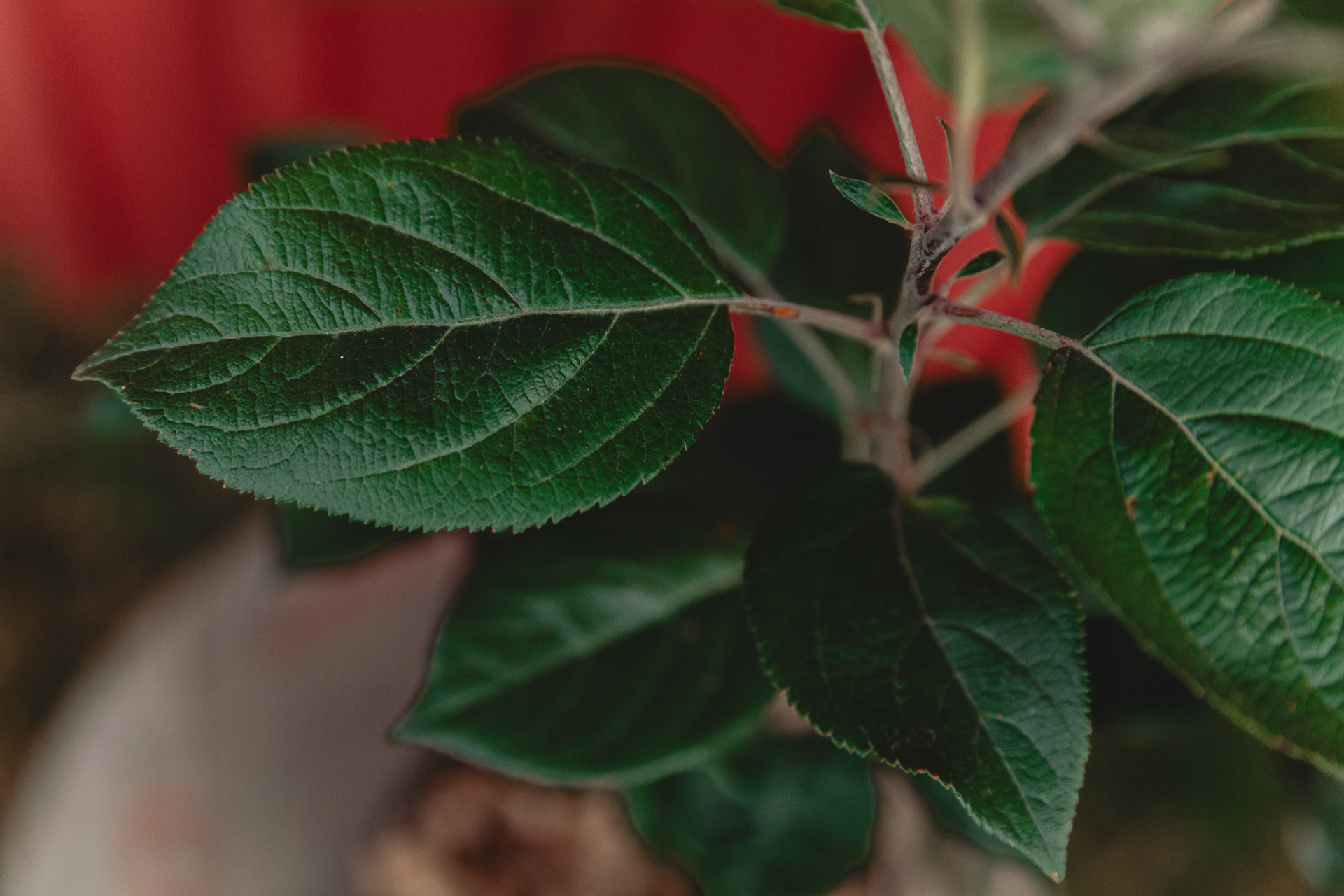 Äppleblad i närbild