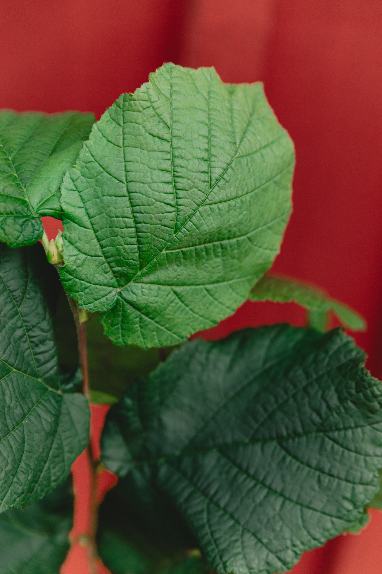 Hasselblad i närbild