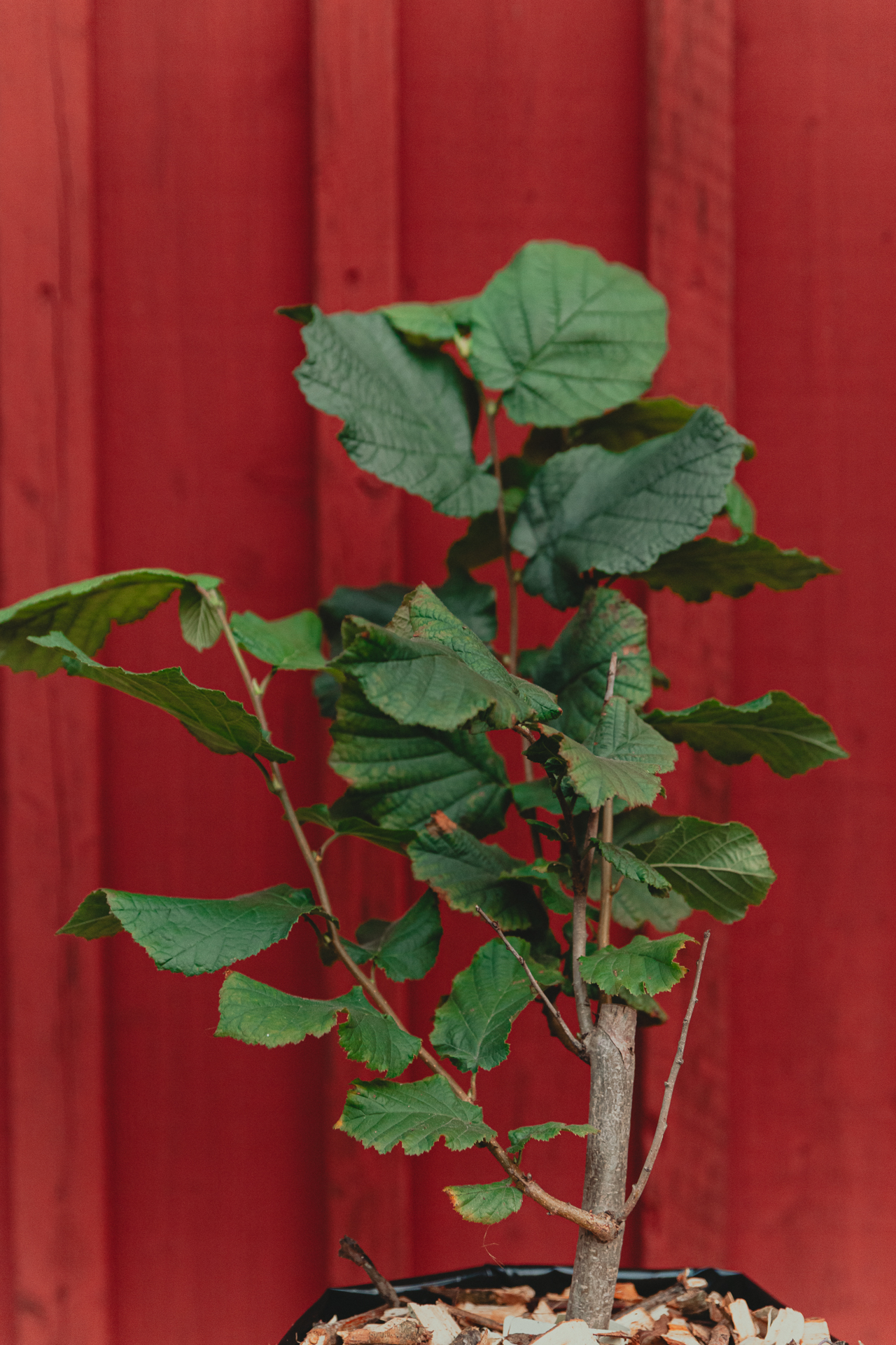 Ung hasselplanta mot faluröd vägg