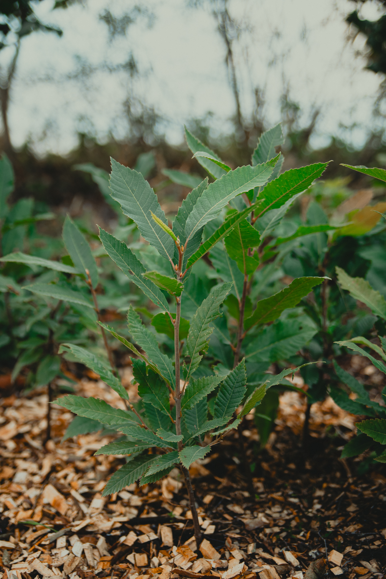 Unga kastanjplantor i bädd på Solbacken