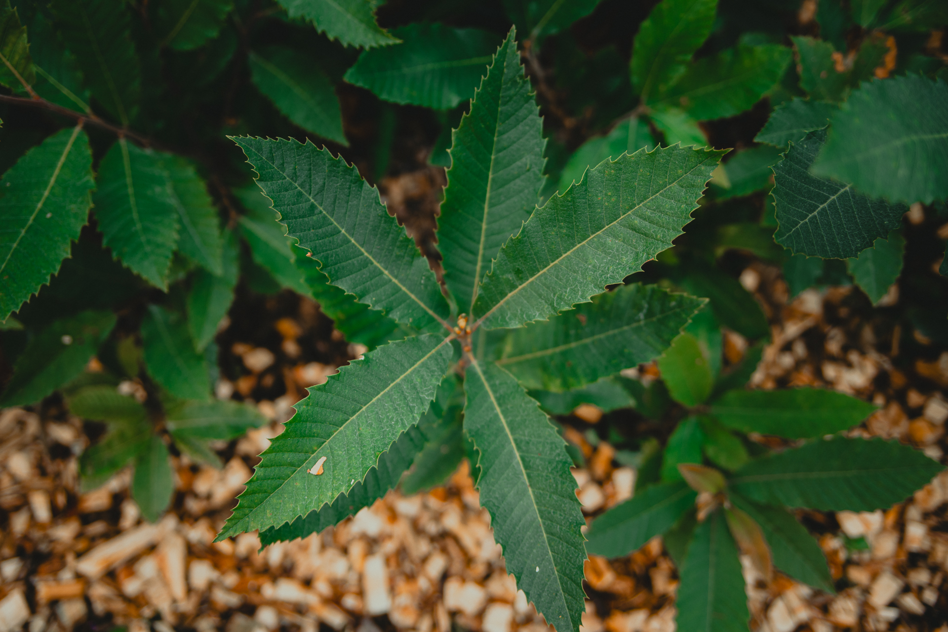 Kastanjblad – stjärnformad rosett uppifrån