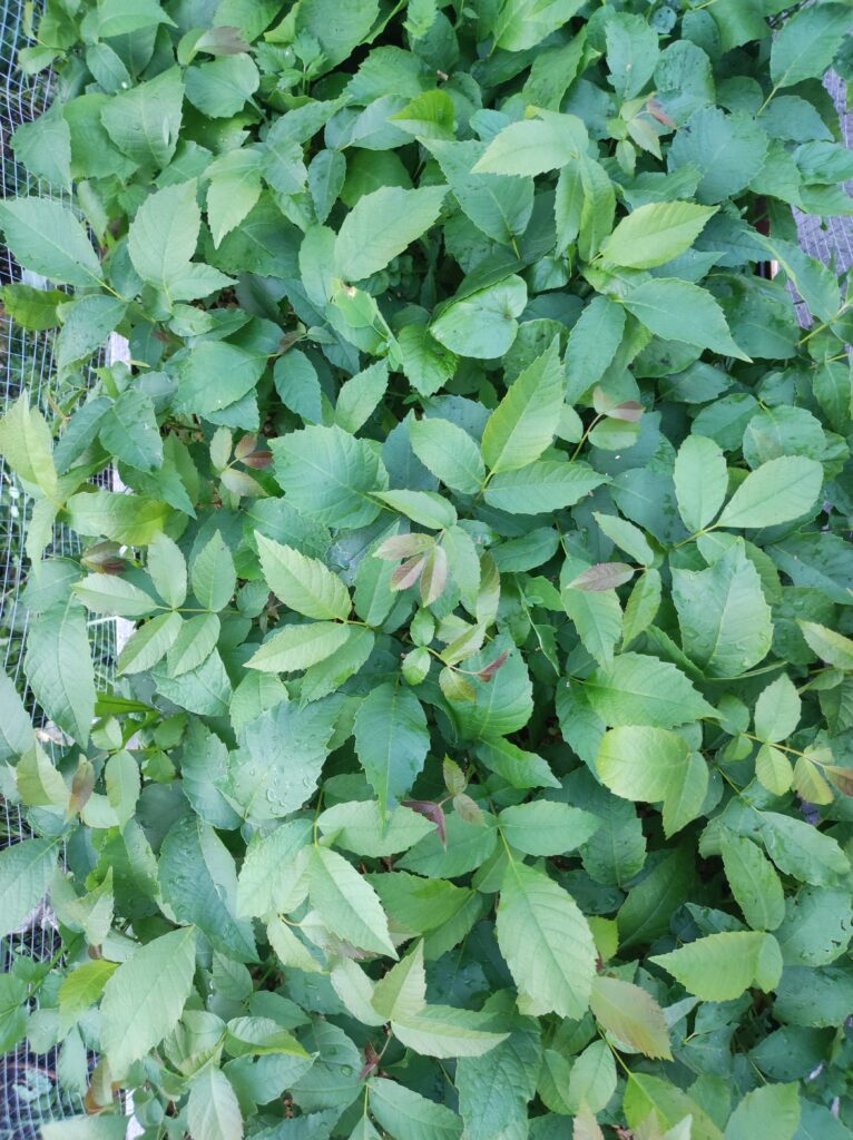 Nyhetsbrev Valnotter 766x1024