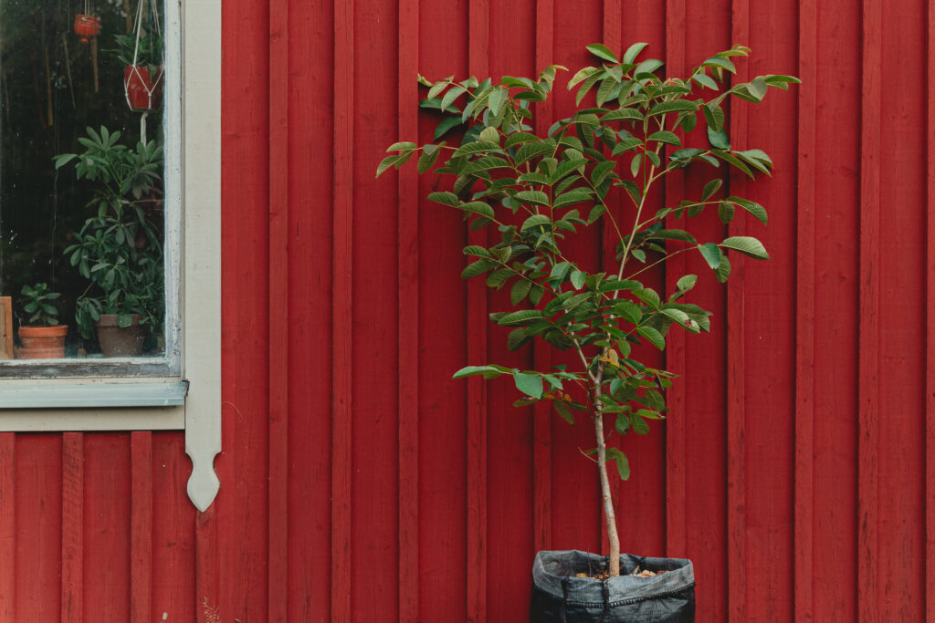 Trad Webb 33 1024x683