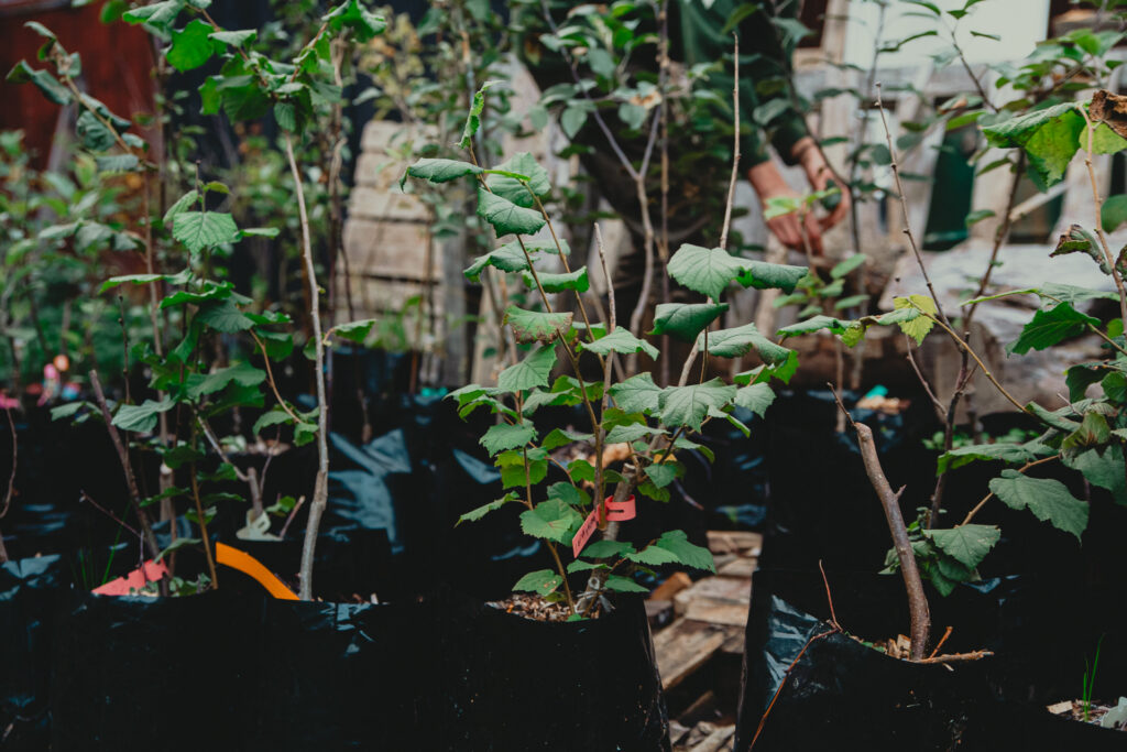 Trad Webb 40 1024x683